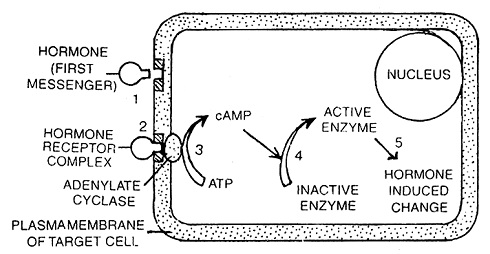 2400_molecular mechanism of hormone action.png